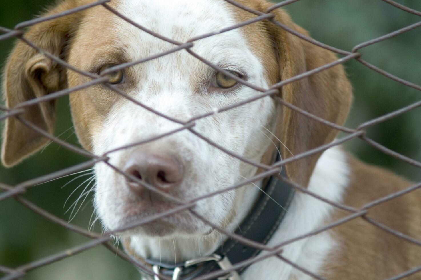 uma cachorro olhando através uma cerca foto