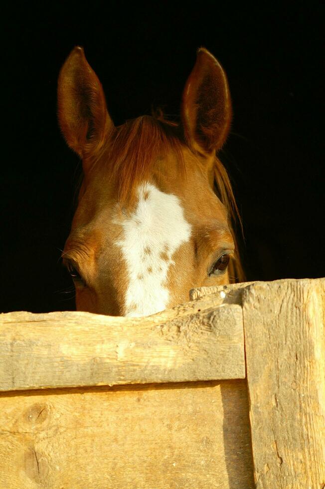 uma fechar acima do uma cavalos cabeça foto