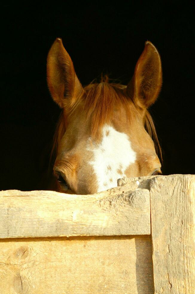 uma fechar acima do uma cavalos cabeça foto