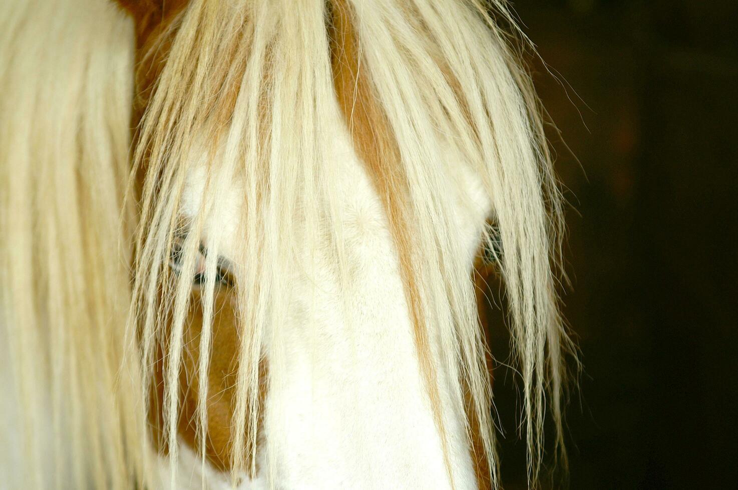 uma fechar acima do uma cavalos cabeça foto