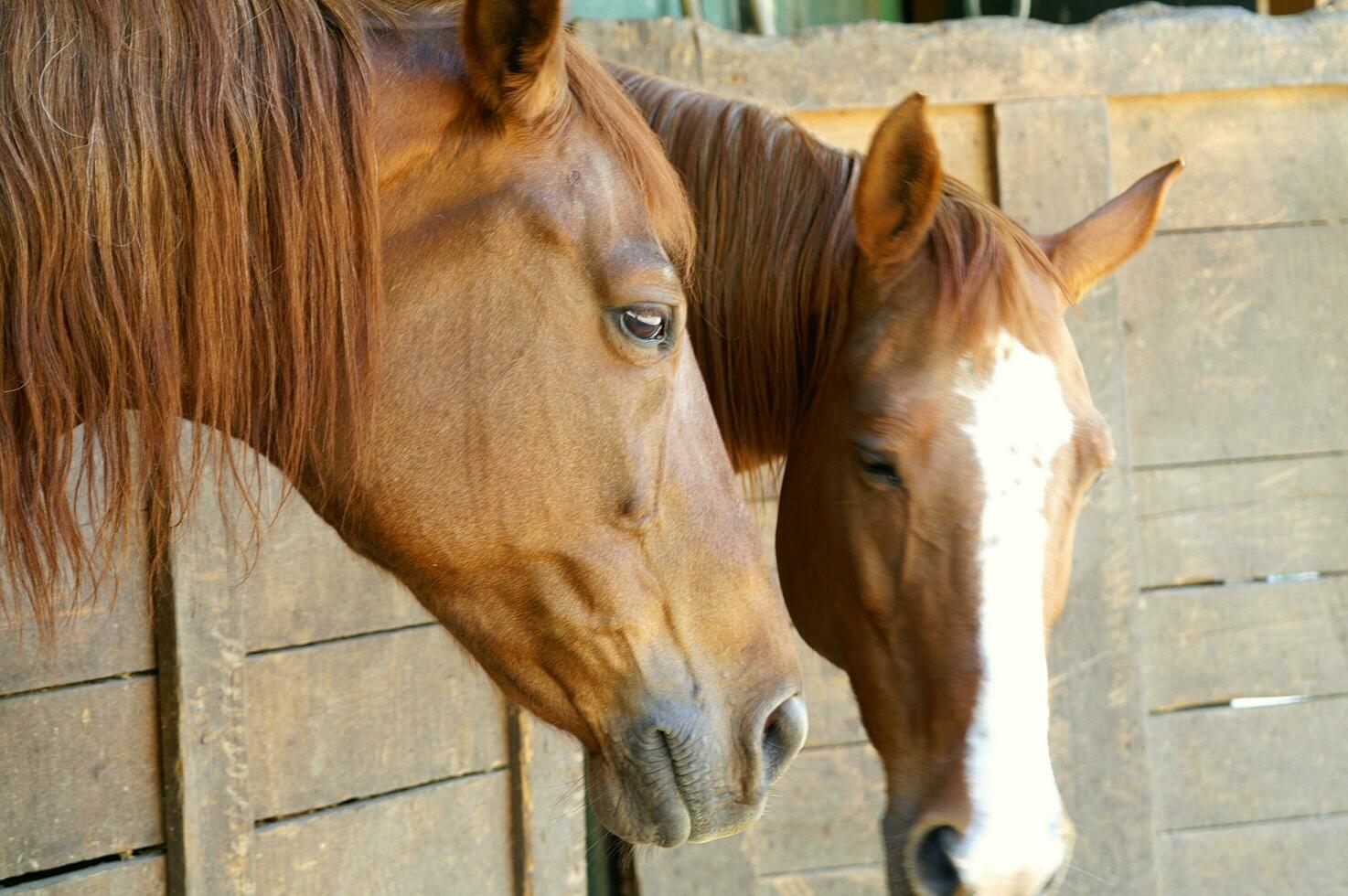 uma fechar acima do uma cavalos cabeça foto