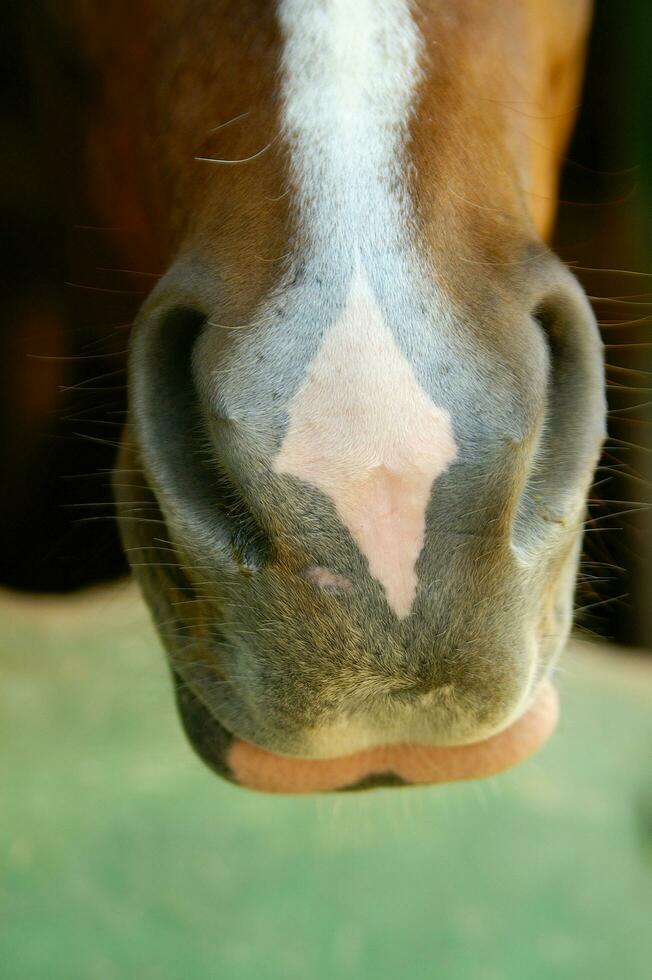 uma fechar acima do uma cavalos cabeça foto