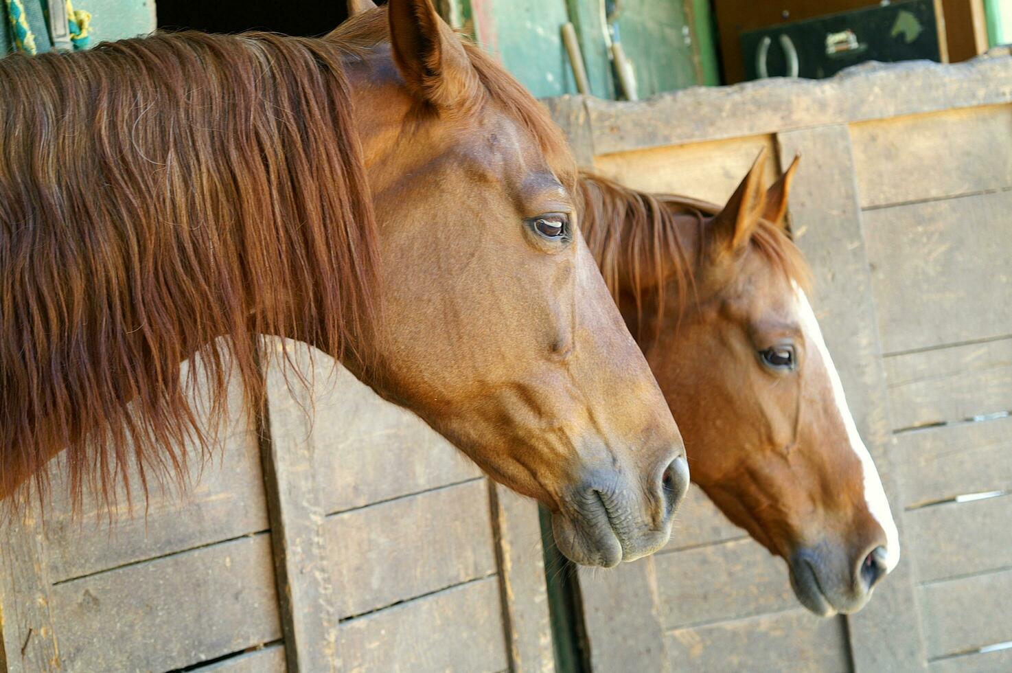 uma fechar acima do uma cavalos cabeça foto