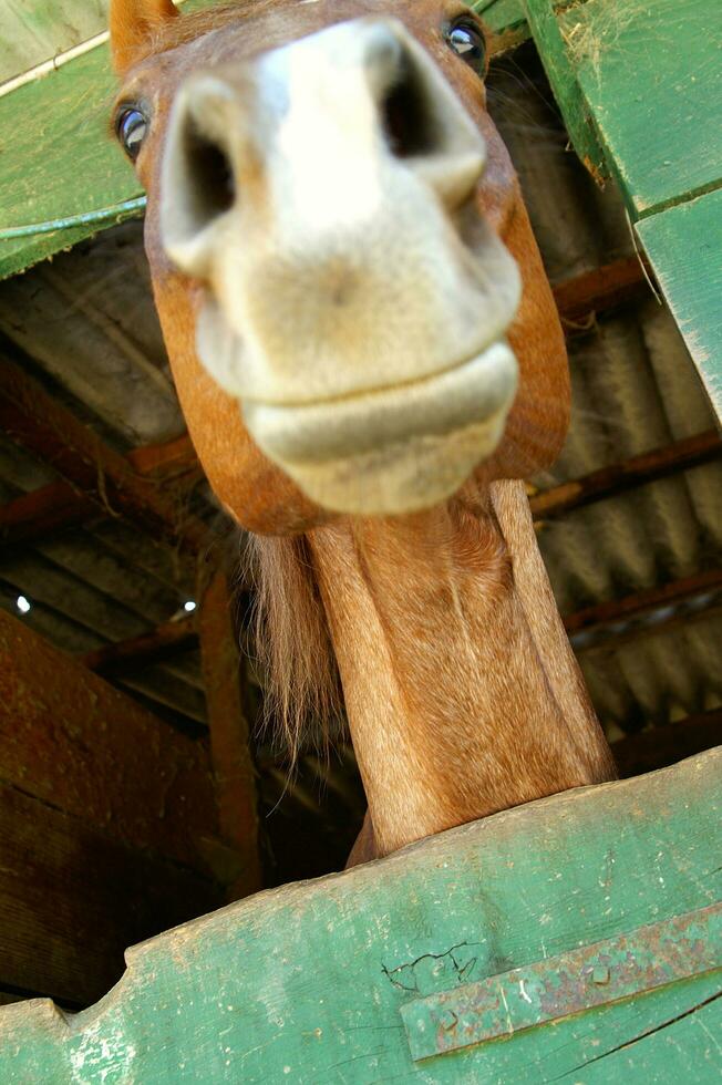 uma fechar acima do uma cavalos cabeça foto