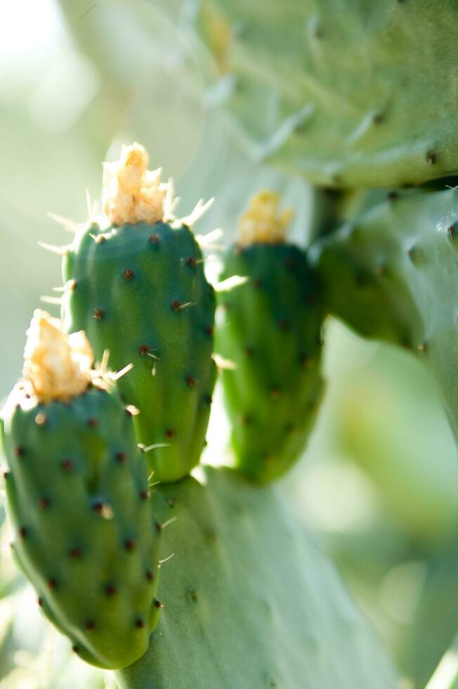 uma fechar acima do uma cacto com muitos verde folhas foto