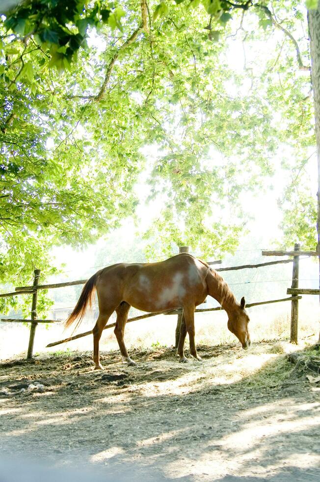 uma fechar acima do uma cavalos face foto