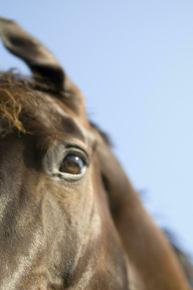 uma fechar acima do uma cavalos face foto