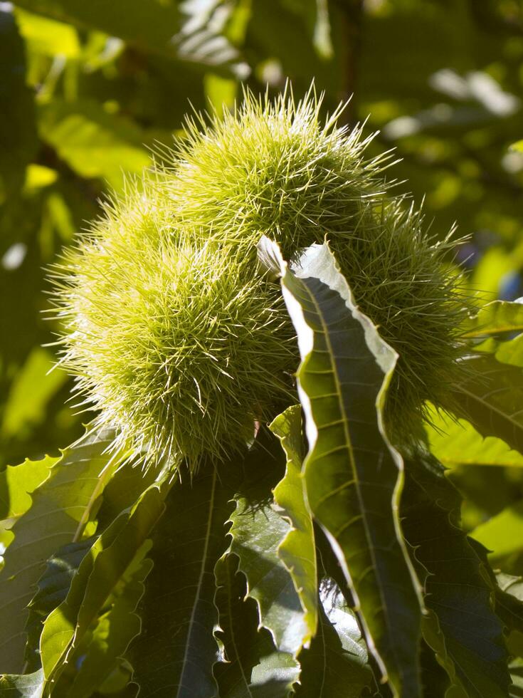 a castanha árvore dentro a verão estação foto