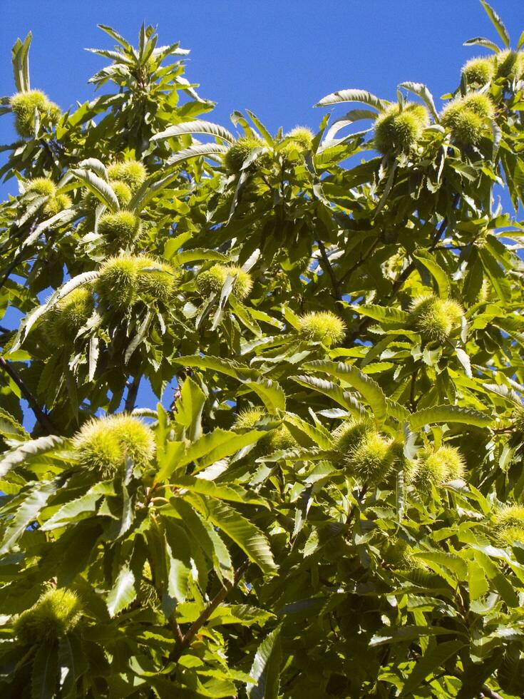 a castanha árvore dentro a verão estação foto