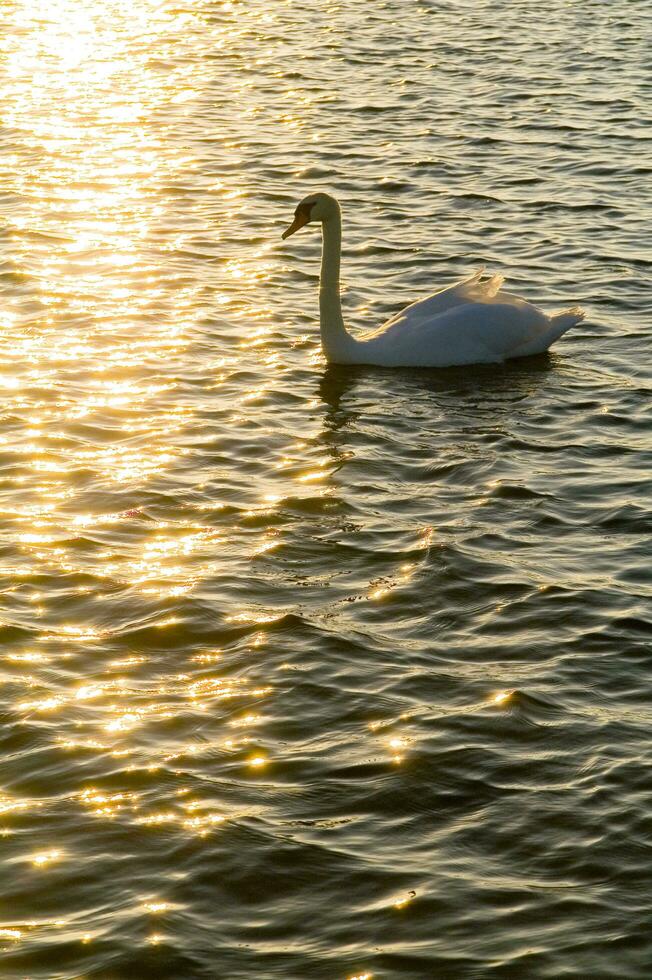 uma branco cisne natação dentro uma lago foto