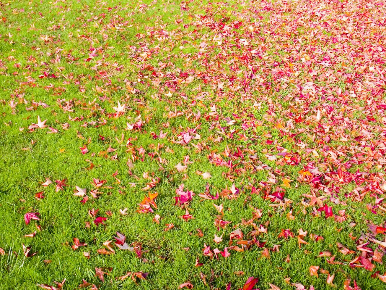 uma verde Relva campo com muitos folhas em isto foto