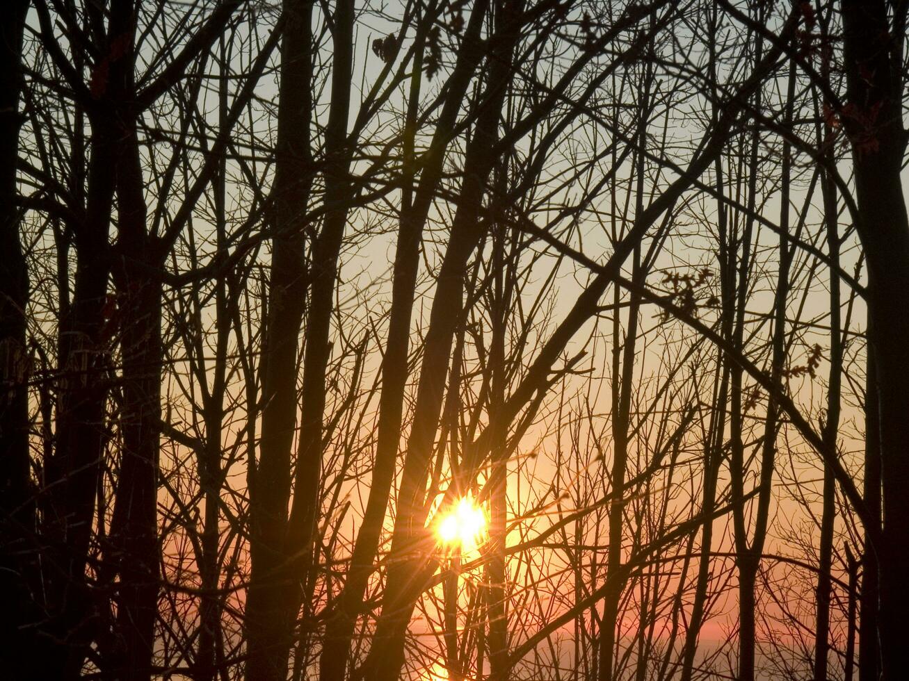 a Sol é configuração atrás alguns nu árvores foto