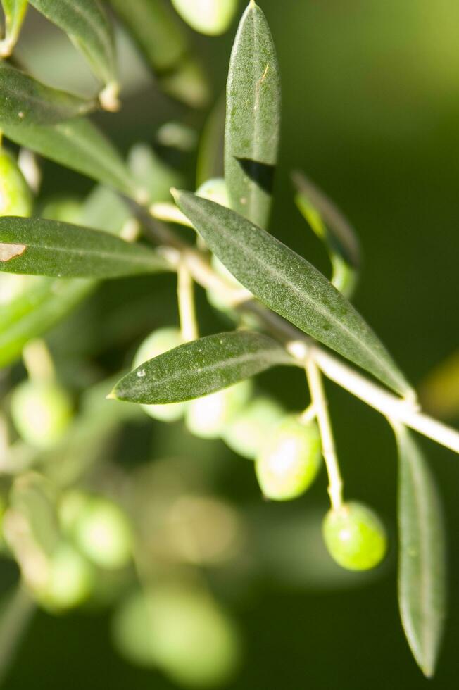 uma fechar acima do verde azeitonas em uma árvore foto