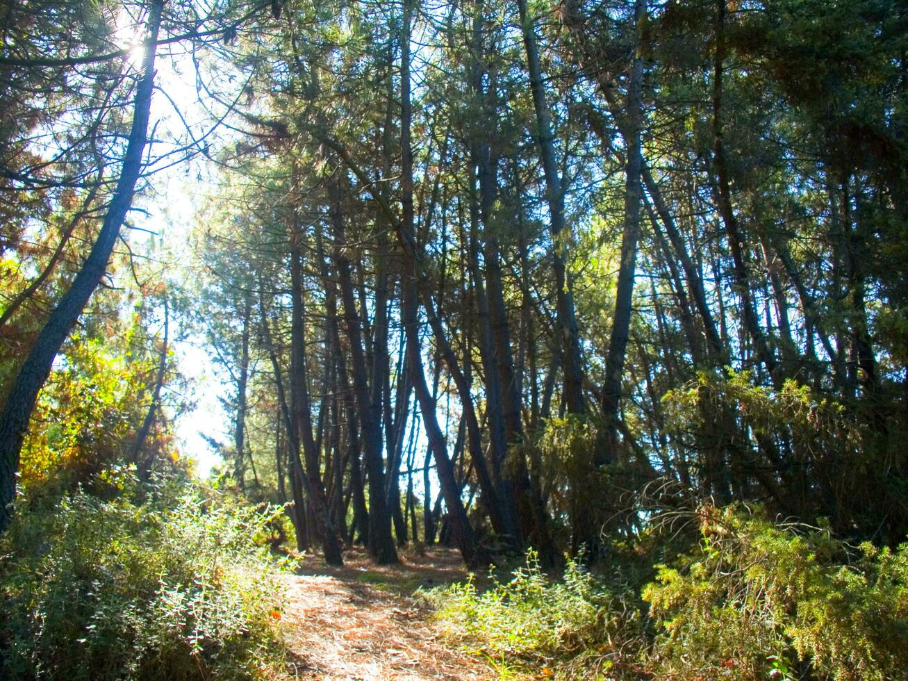 detalhes do uma pinho floresta dentro a Mediterrâneo área foto