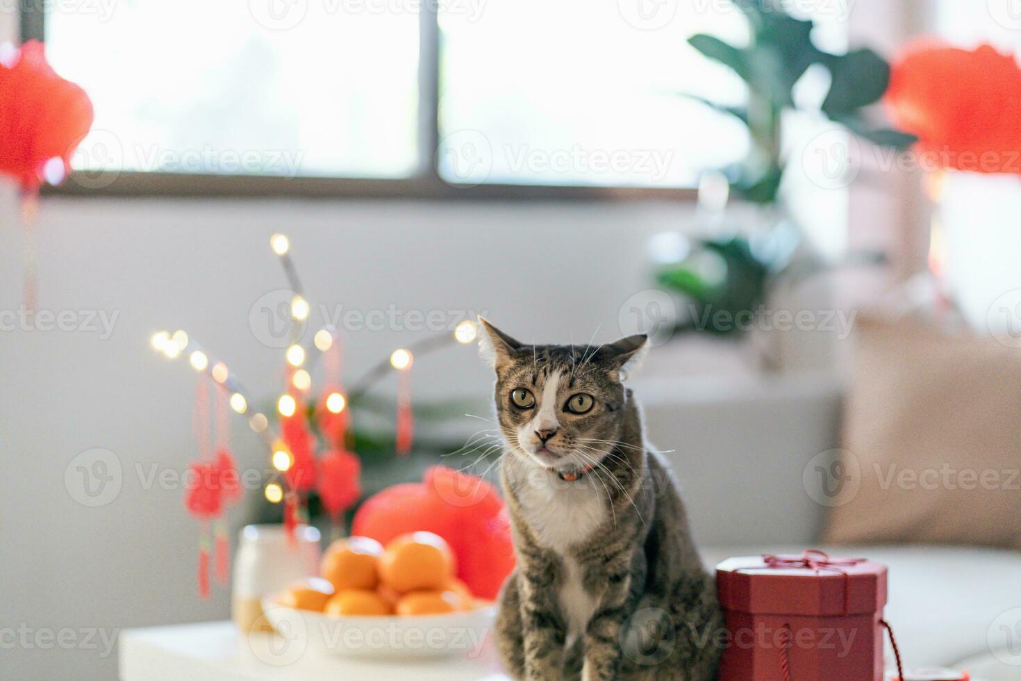 gato preparar chinês Novo ano celebrações às lar. fofa doméstico cabelo curto gato colocando tradicional pingente para a chinês lunar Novo ano para Boa sorte. chinês palavra significa bênção foto