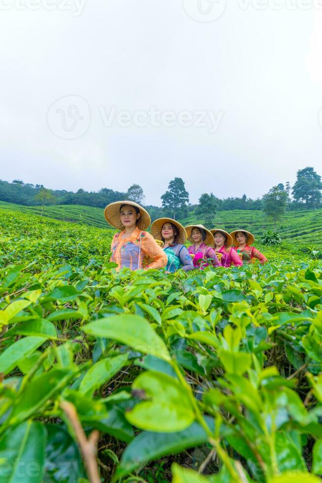 uma grupo do chá jardim agricultores estão marcha no meio a verde chá folhas foto