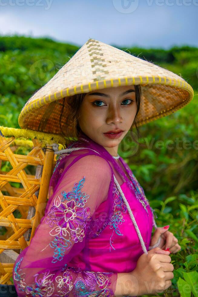 a ásia agricultor dentro uma Rosa vestir segurando uma bambu cesta enquanto trabalhando em uma chá plantação foto