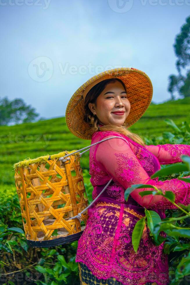 uma chá folha agricultor é colheita chá folhas enquanto vestindo uma bambu cesta e chapéu dentro a meio do uma chá plantação foto