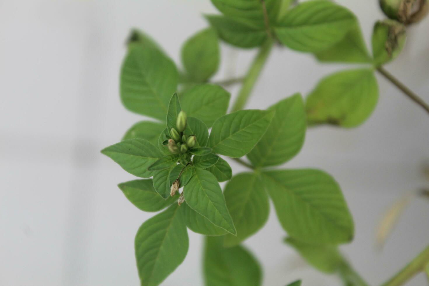 mamãe lanang folhas estão verde e muito fresco foto