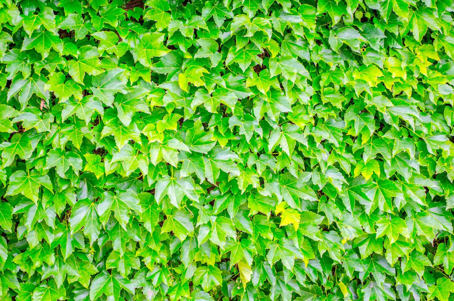 lindo verde folhas parede uma gostoso e natural pano de fundo com nosso denso e cheio verde folha parede painéis para triagem, jardins, e fundos para casa Projeto. foto