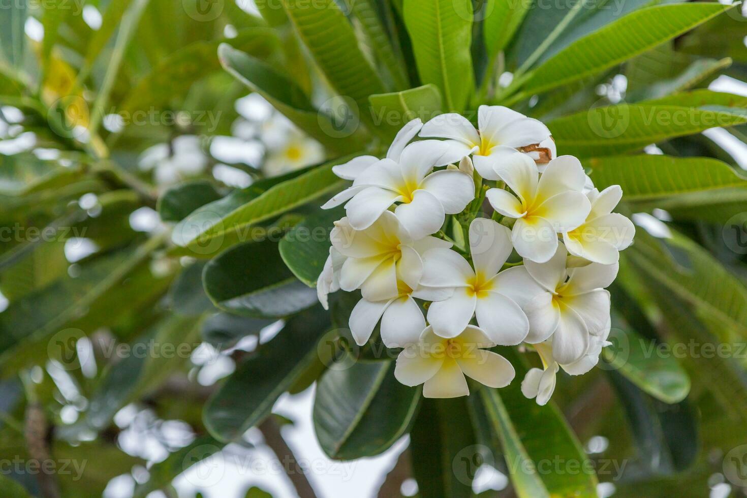 fechar acima do plumeria ou frangipani Flor foto