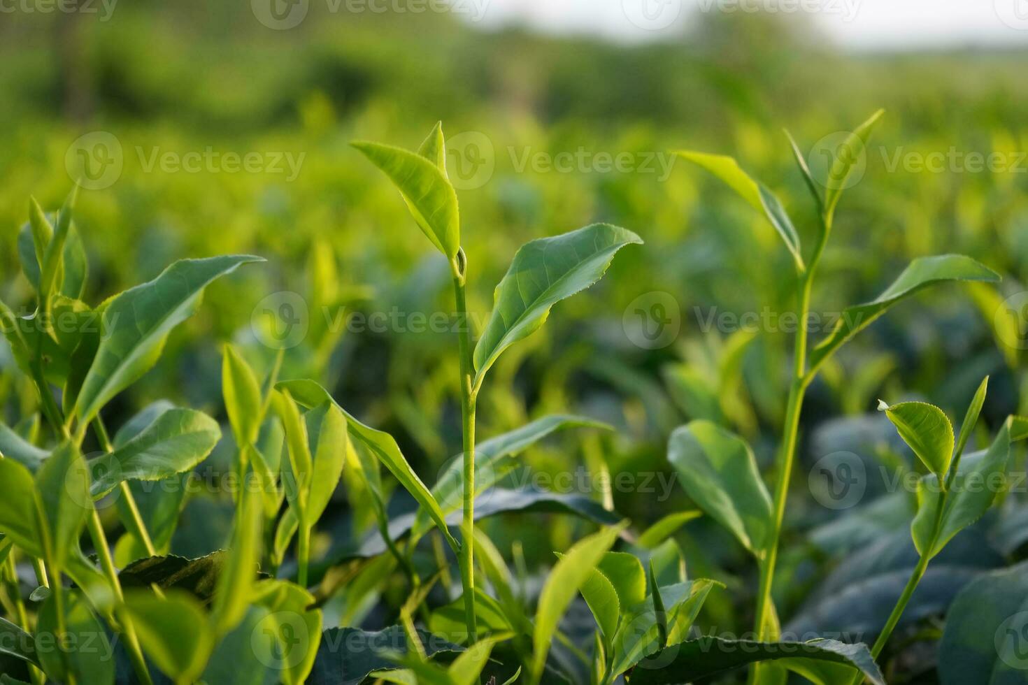 planta de chá verde foto