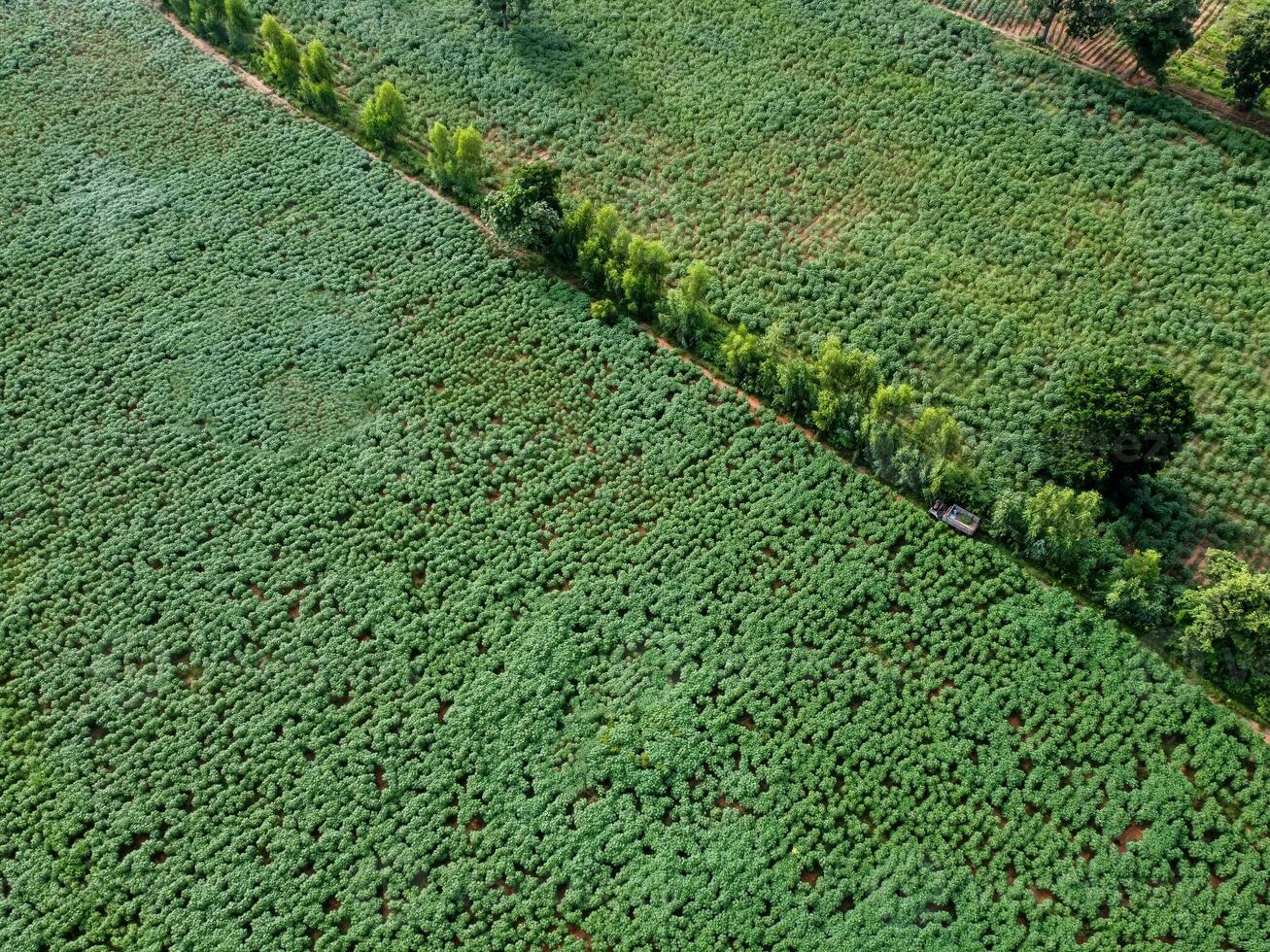 ampla verde terras agrícolas, aéreo fotografia. foto