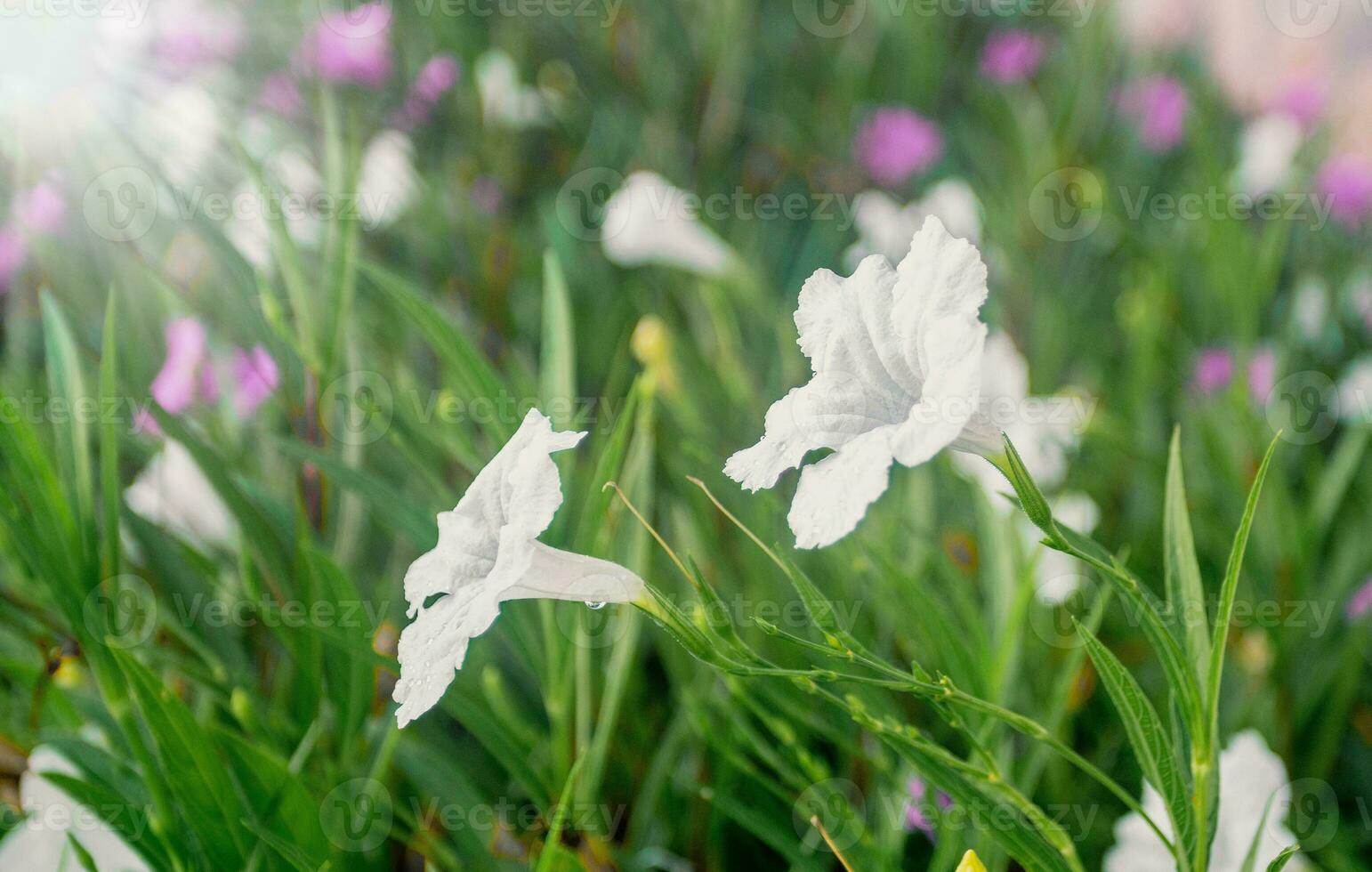 lindo fresco branco flores dentro a manhã foto