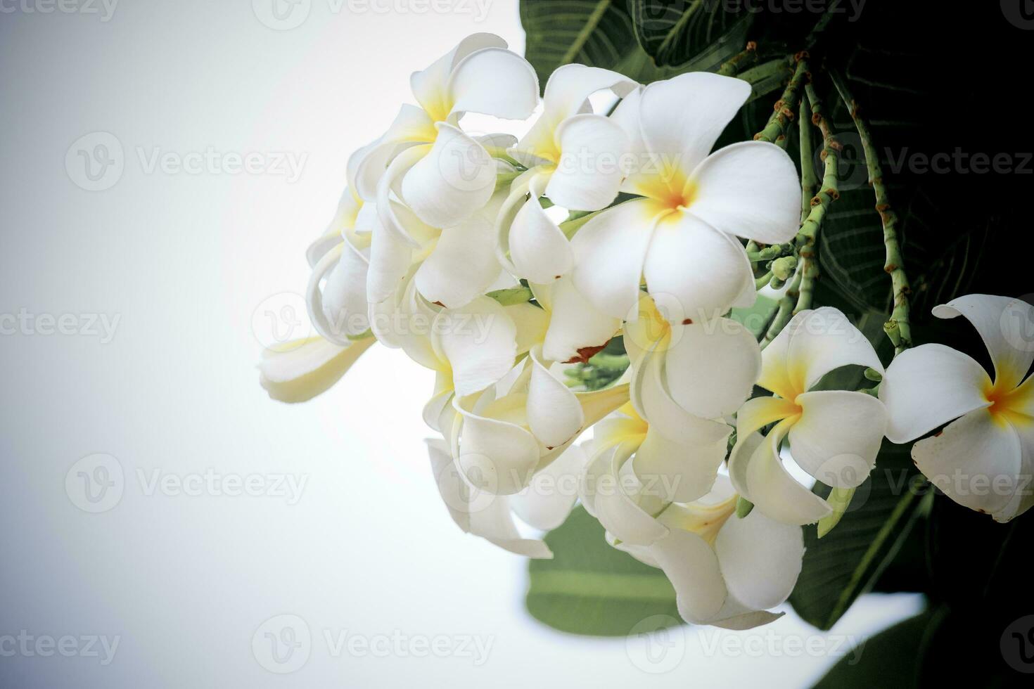 branco plumeria flores, refrescante e lindo dentro natureza. foto