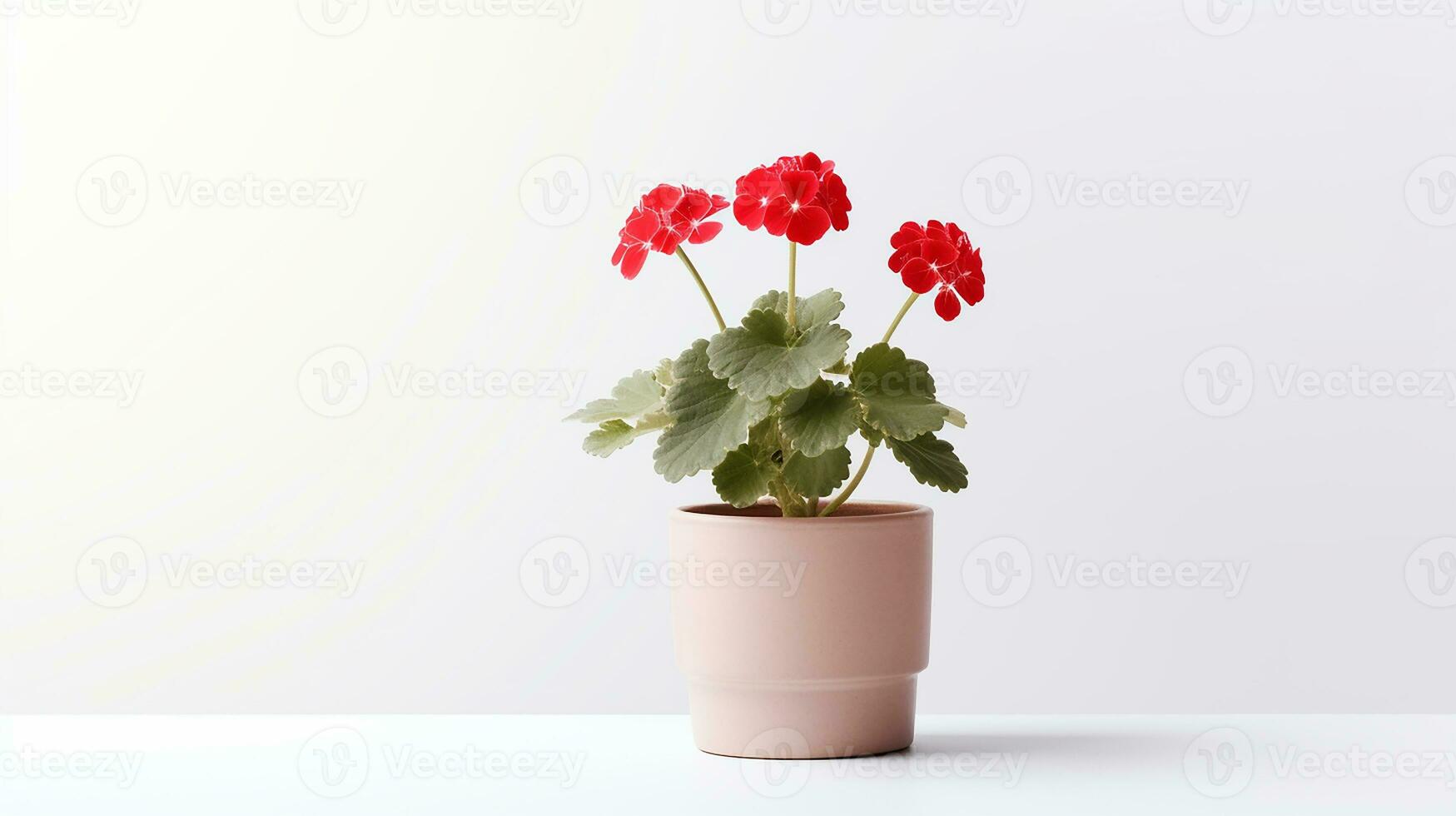 foto do gerânio flor dentro Panela isolado em branco fundo. generativo ai