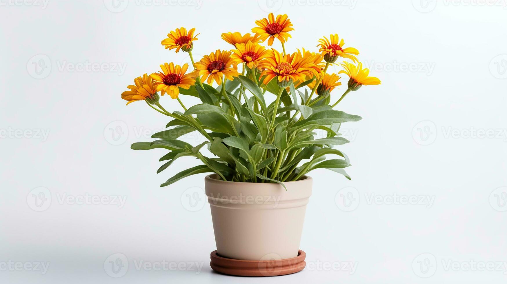 foto do gaillardia flor dentro Panela isolado em branco fundo. generativo ai