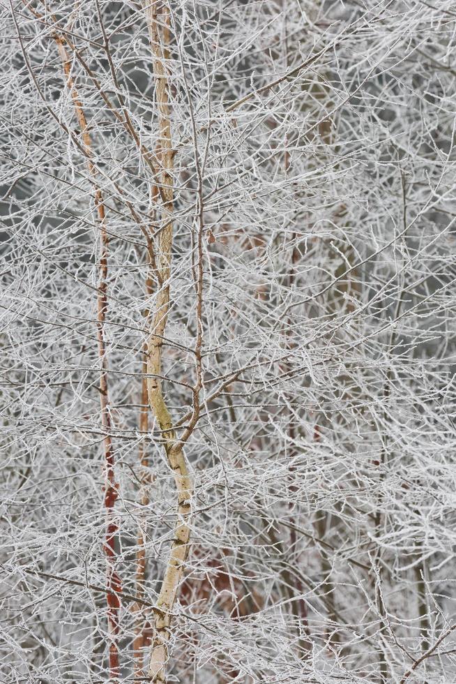 fundo de floresta de inverno nevado foto