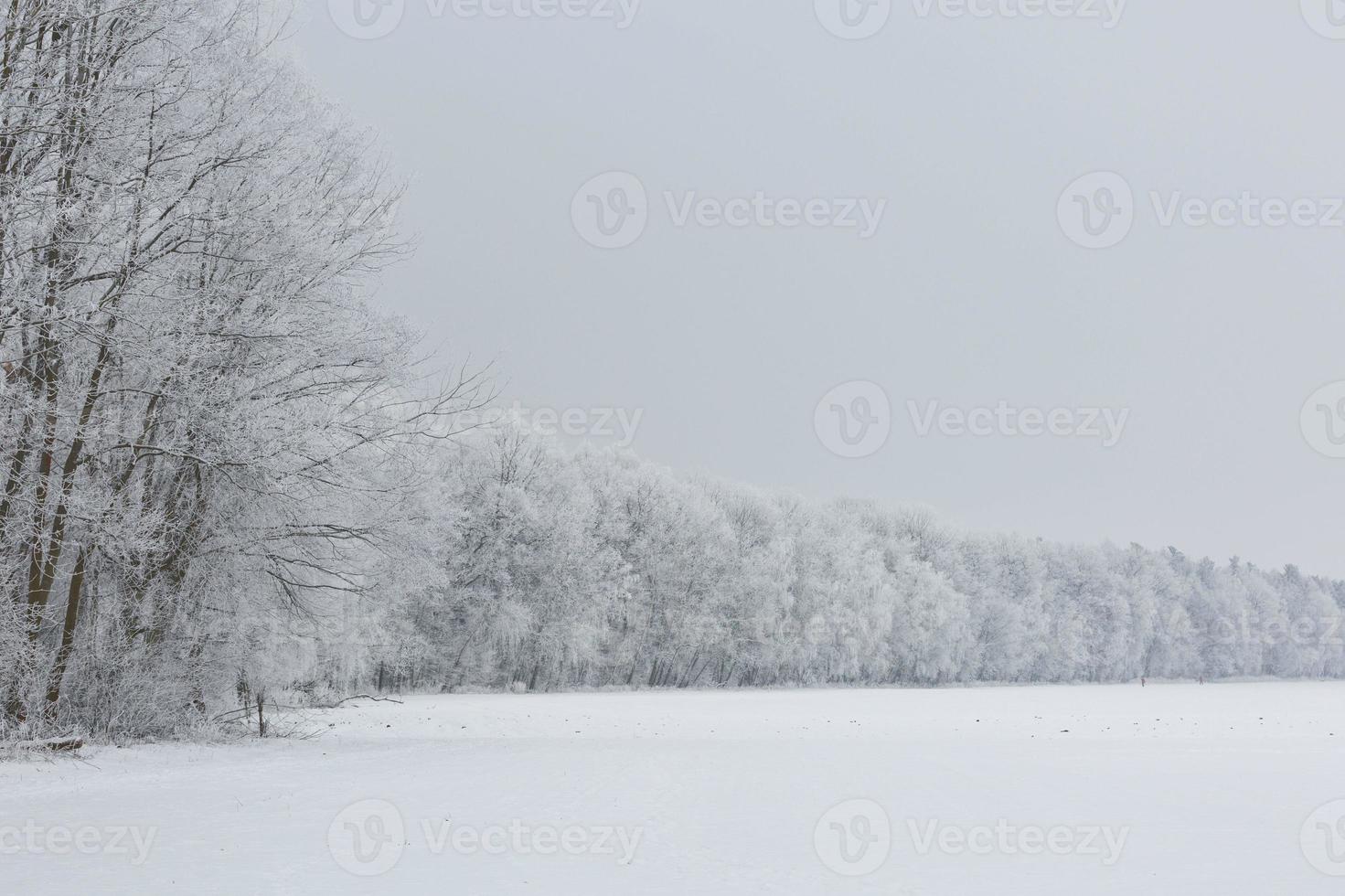 paisagem de inverno com neve e nevoeiro foto