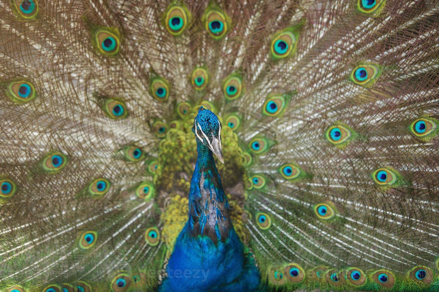 pavão mostrando suas belas penas foto