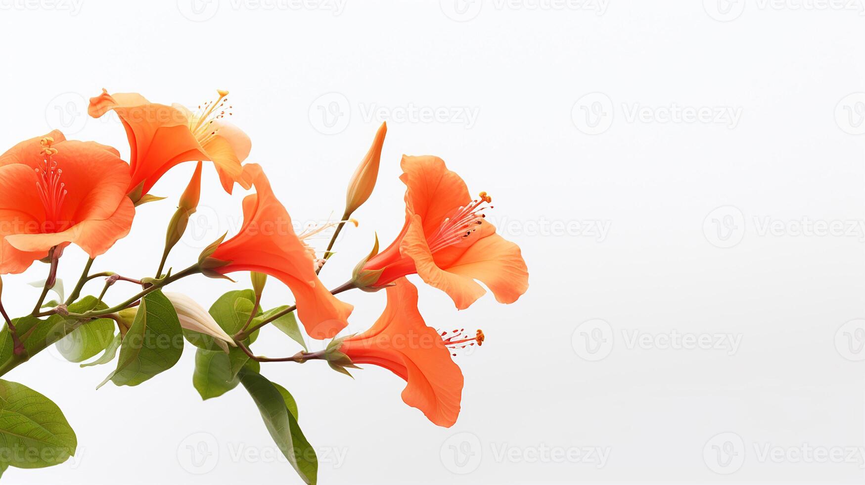 foto do lindo trompete videira flor isolado em branco fundo. generativo ai