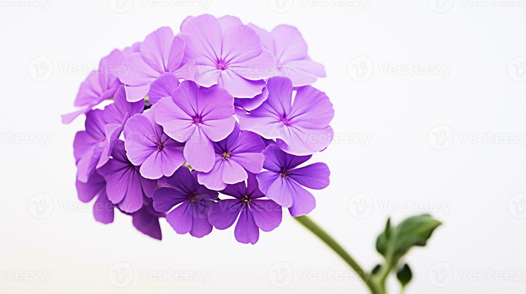 foto do lindo verbena flor isolado em branco fundo. generativo ai