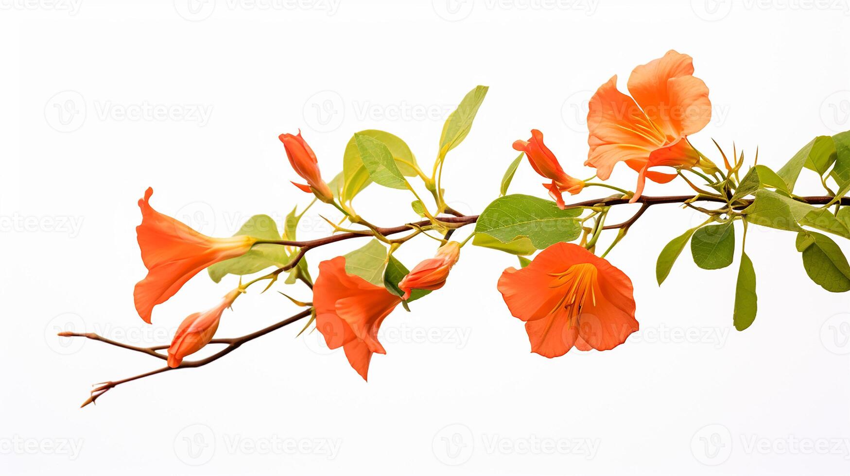 foto do lindo trompete videira flor isolado em branco fundo. generativo ai