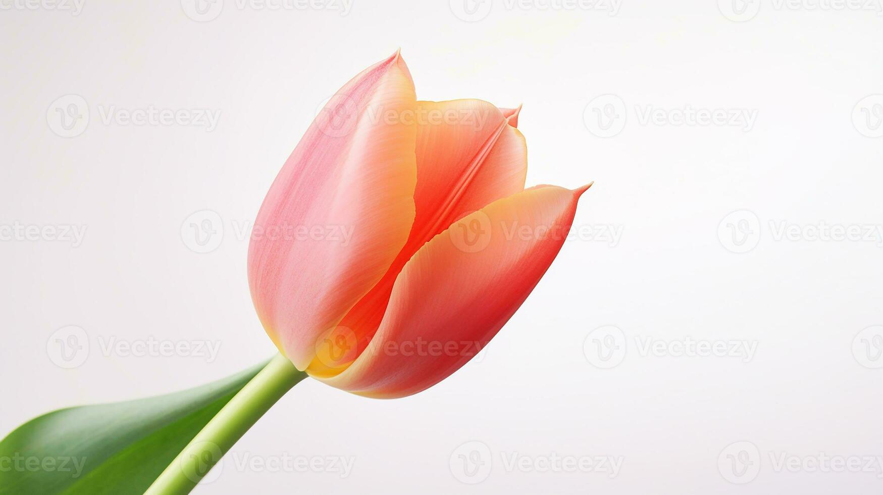 foto do lindo tulipa flor isolado em branco fundo. generativo ai