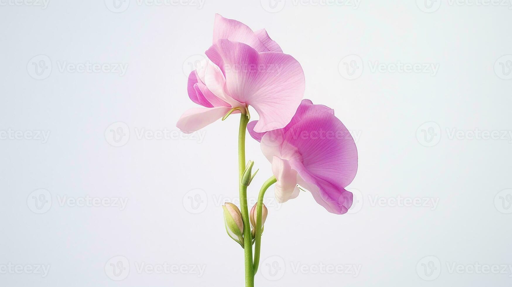 foto do lindo doce ervilha flor isolado em branco fundo. generativo ai