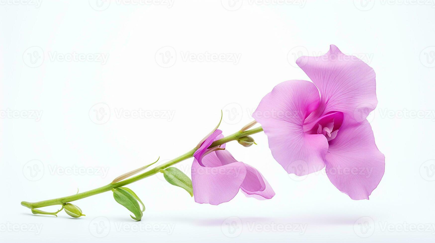 foto do lindo doce ervilha flor isolado em branco fundo. generativo ai