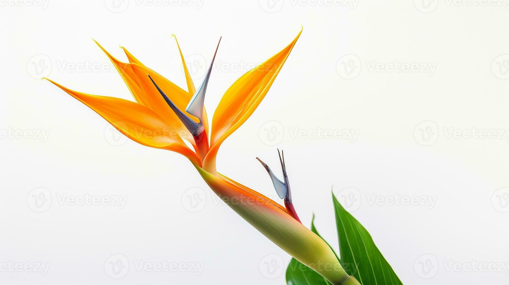 foto do lindo estrelitzia flor isolado em branco fundo. generativo ai