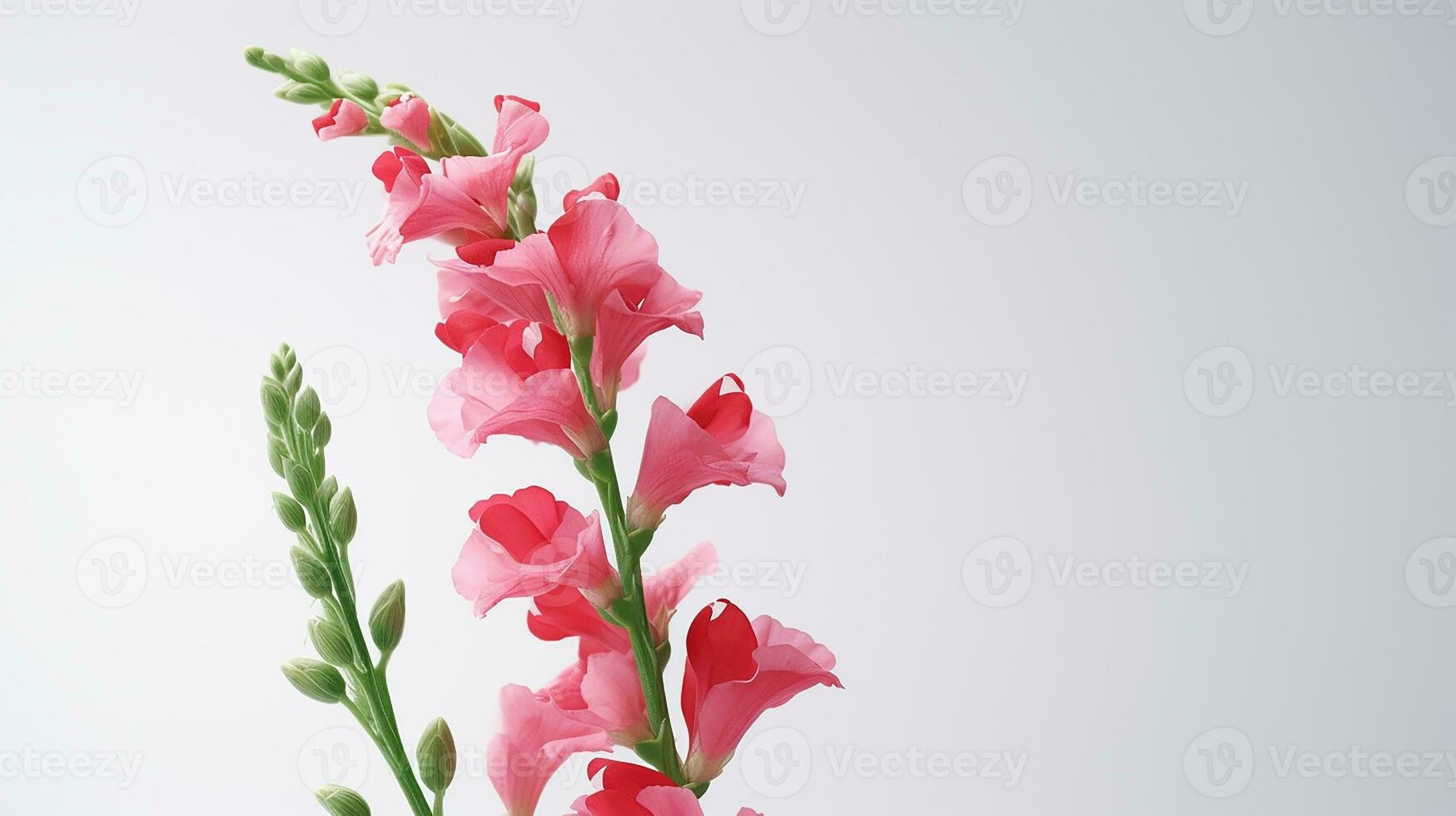 foto do lindo snapdragon flor isolado em branco fundo. generativo ai