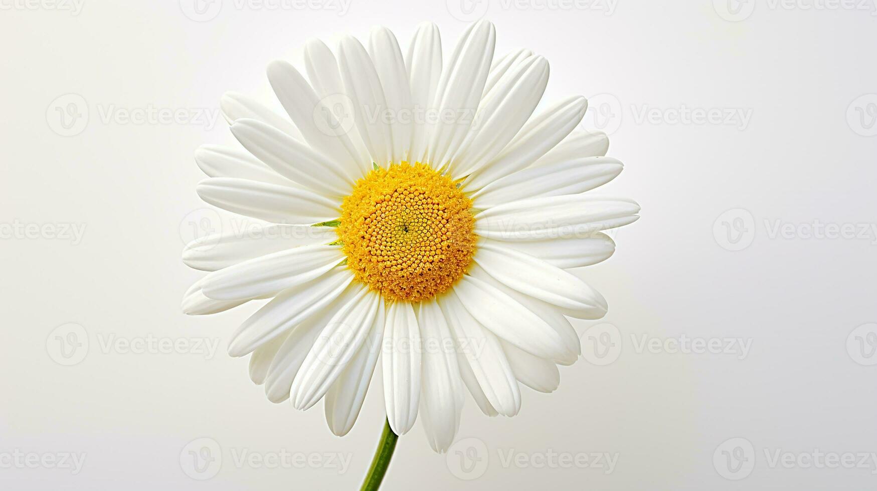 foto do lindo Shasta margarida flor isolado em branco fundo. generativo ai