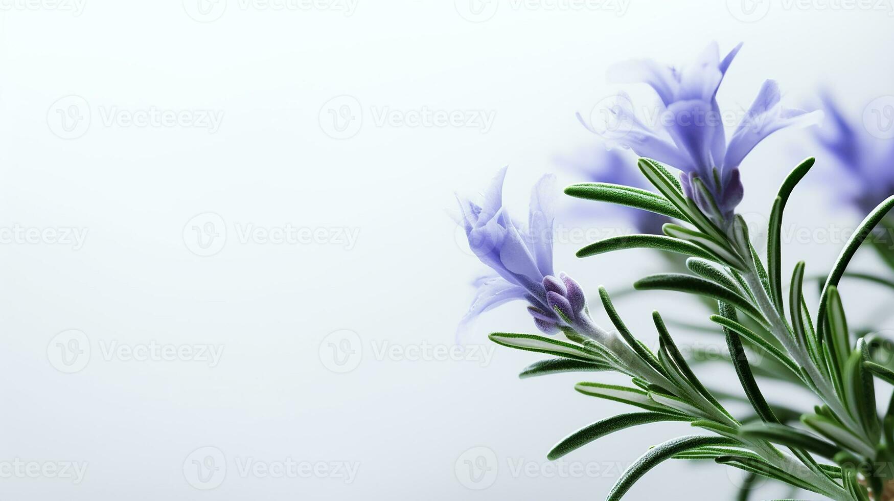foto do lindo alecrim flor isolado em branco fundo. generativo ai