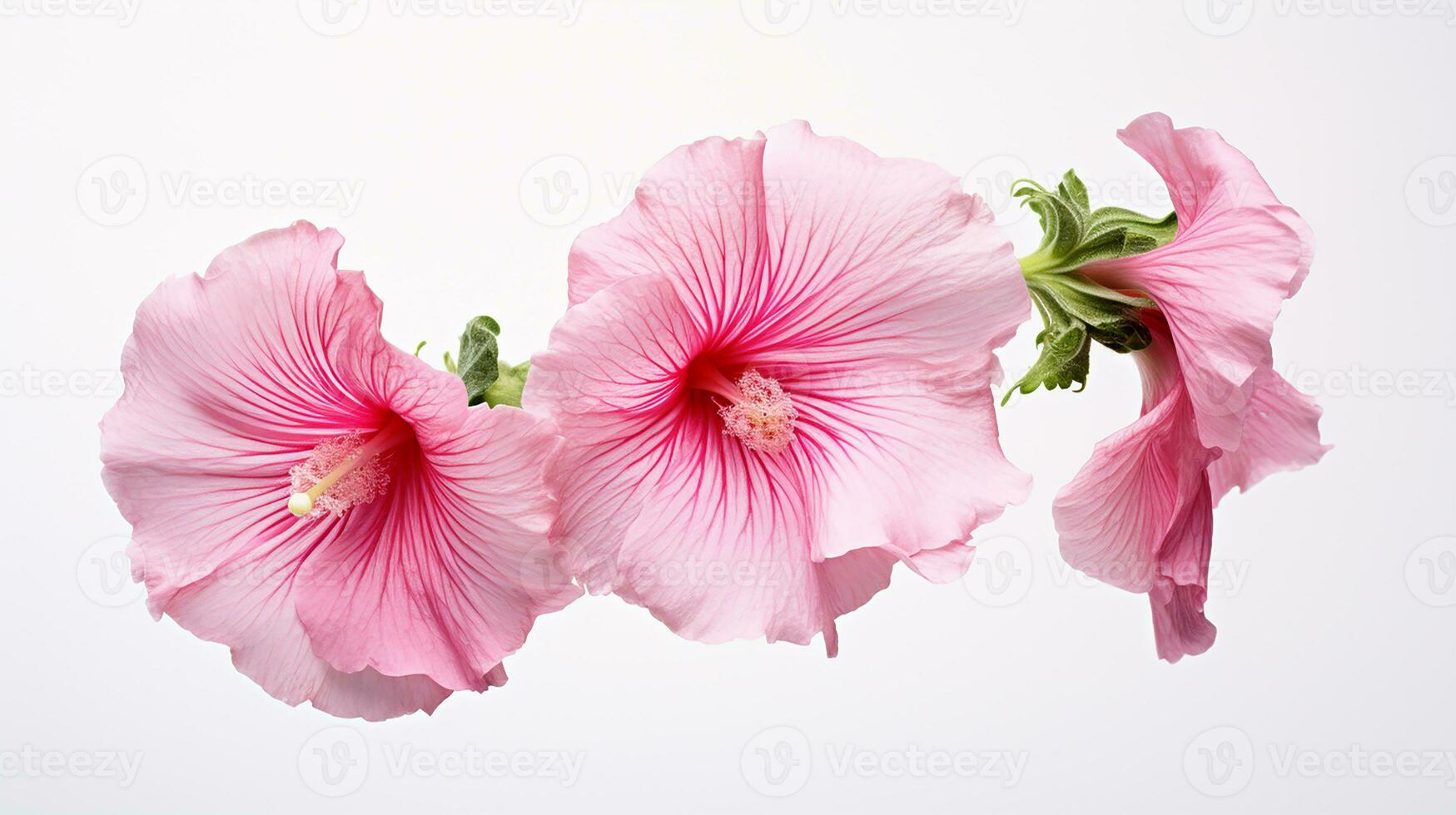 foto do lindo malva-rosa flor isolado em branco fundo. generativo ai