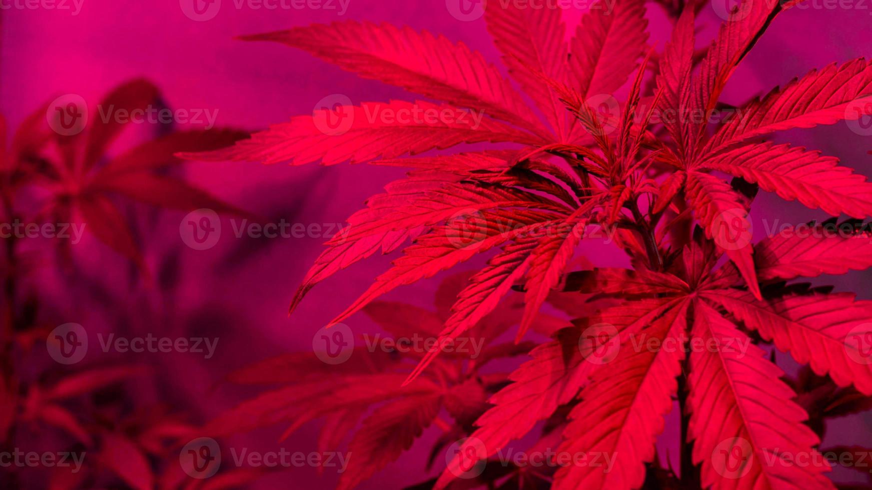 cultivo de plantas de cannabis sob lâmpadas led foto