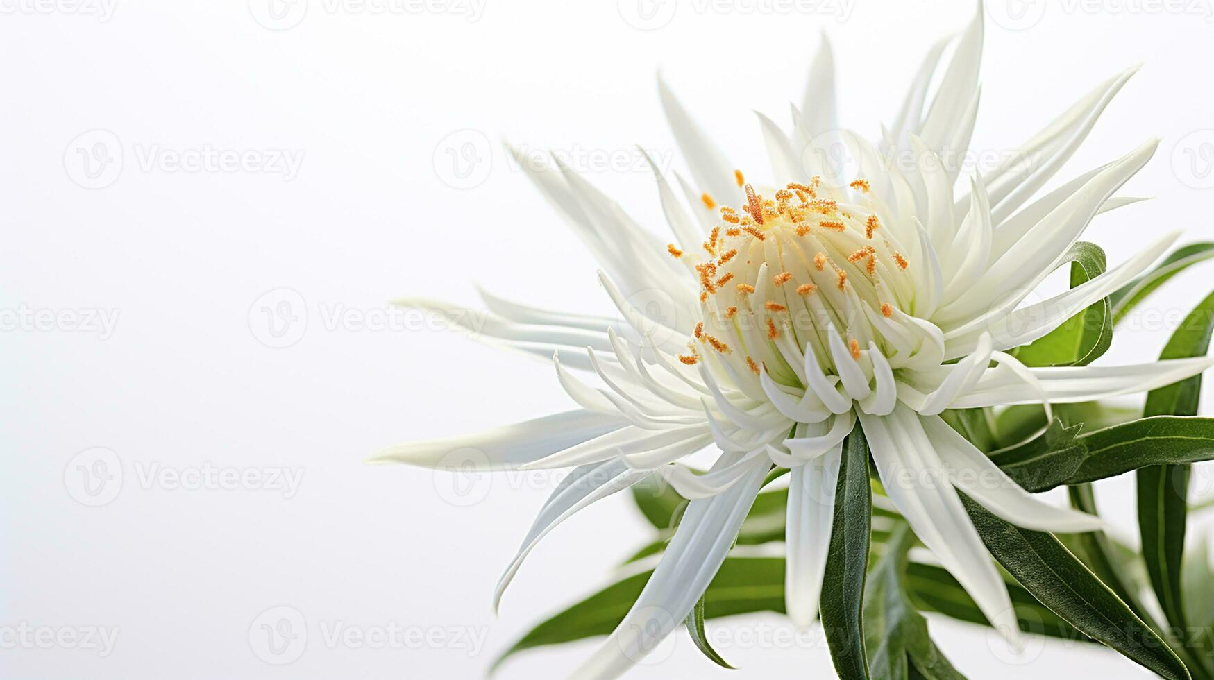 foto do lindo edelweiss flor isolado em branco fundo. generativo ai