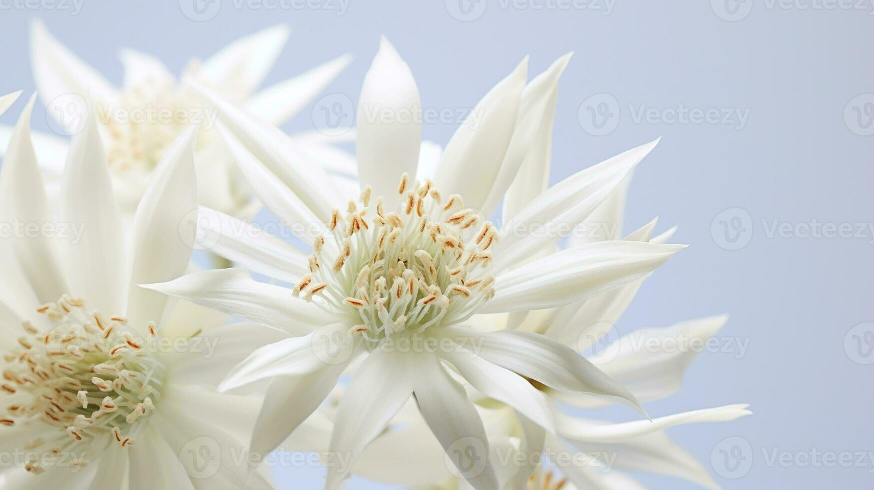 foto do lindo edelweiss flor isolado em branco fundo. generativo ai