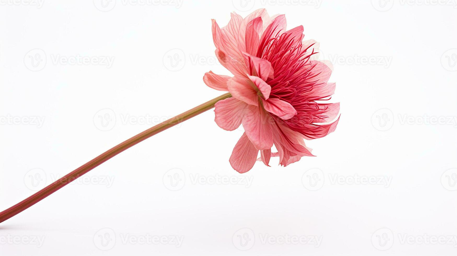 foto do lindo baqueta flor isolado em branco fundo. generativo ai