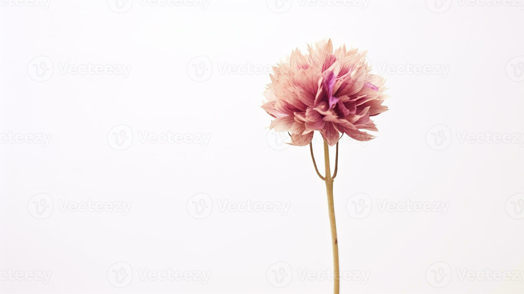 foto do lindo baqueta flor isolado em branco fundo. generativo ai